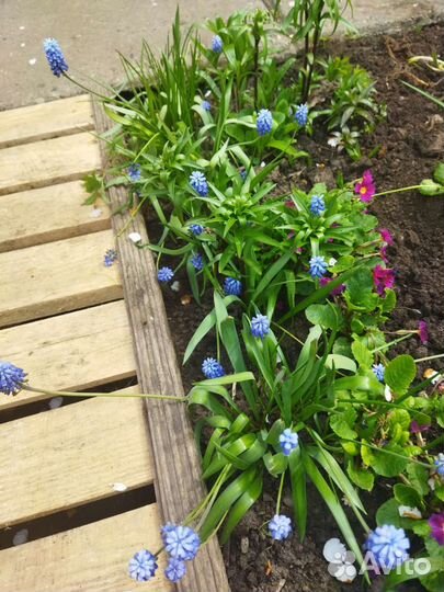 Примула красная, сиреневая флоксы разные