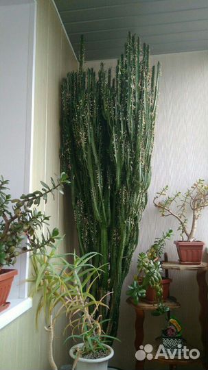 Молочай трехгранный