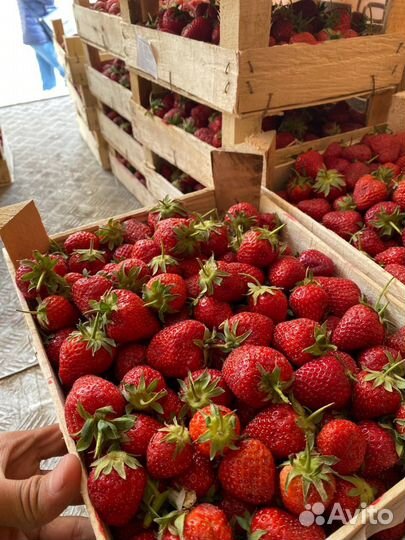 Ягоды из Киргизии