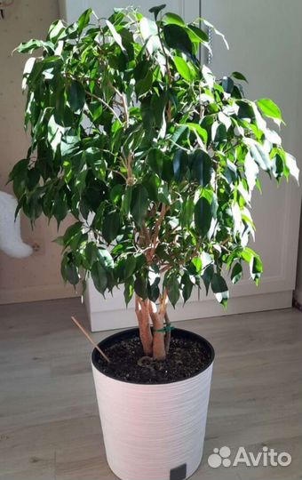 Фикус Даниэль