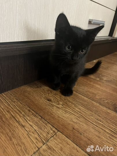 Отдам в добрые руки котят