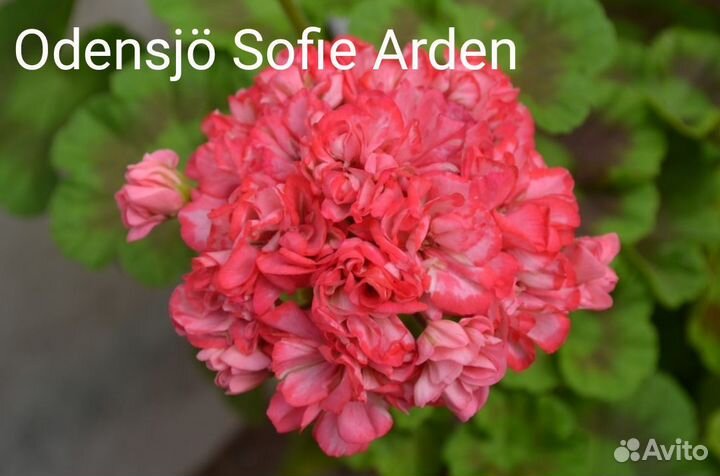 Пеларгонии сортовые