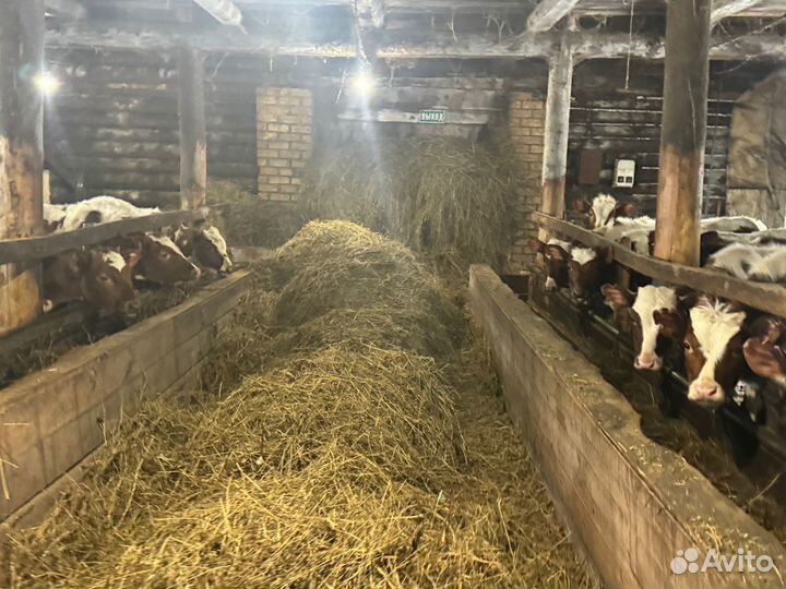 Бычки и телята мясного направления