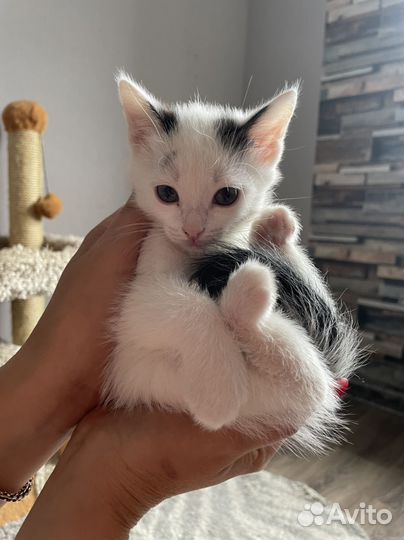 Кошка в дар бесплатно