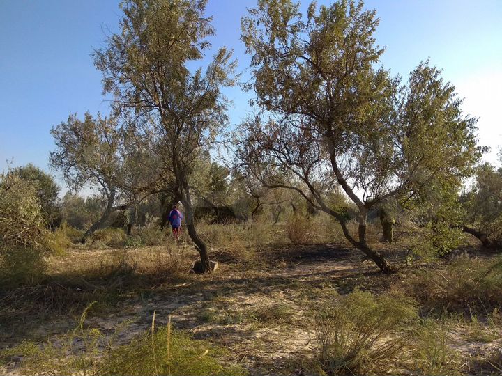 Участок 7,5 сот. (ИЖС)