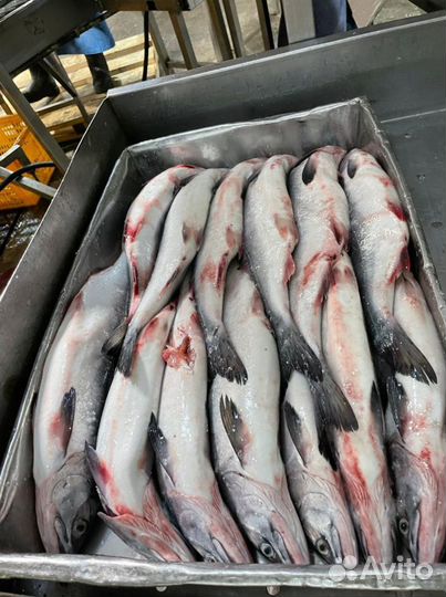 Рыба свежая мороженая. Оптом
