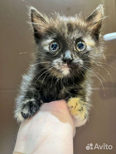 Джемка (1,5 месяца) ищет дом