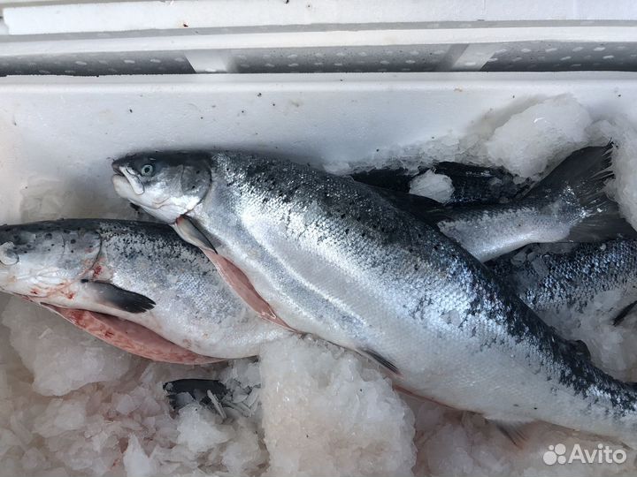 Лосось охлажденный баренцевоморский
