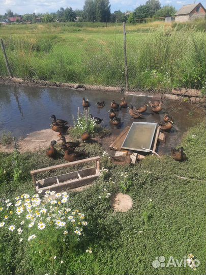 Утка подсодная