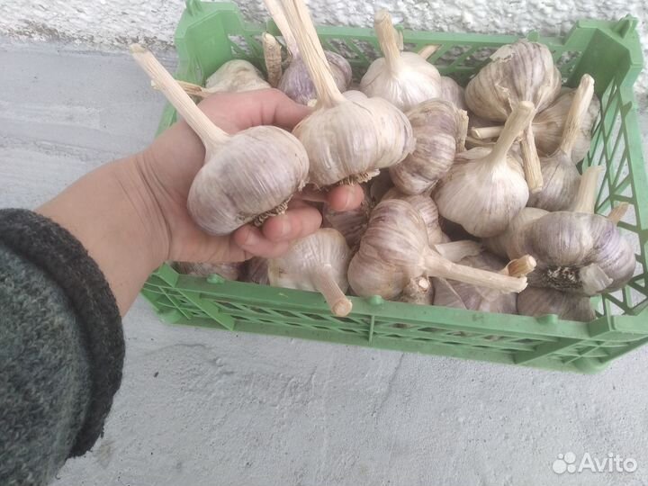 Чеснок на посадку и еду