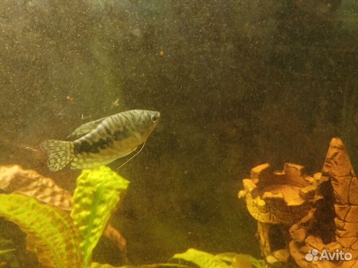 Аквариумные рыбки