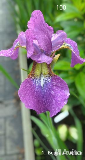 Ирис сибирский
