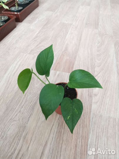 Сциндапсус