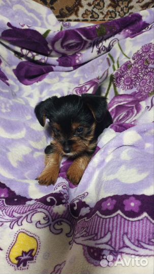 Йоркширский терьер щенки