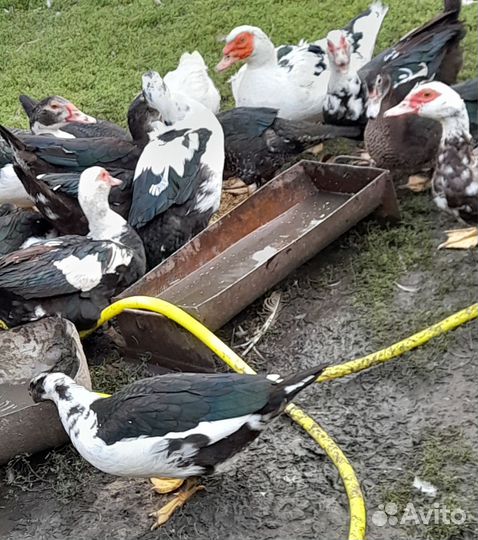 Продам уток