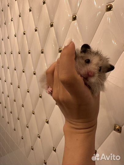 Сирийский и Джунгарский хомяки с клеткой. Отдам