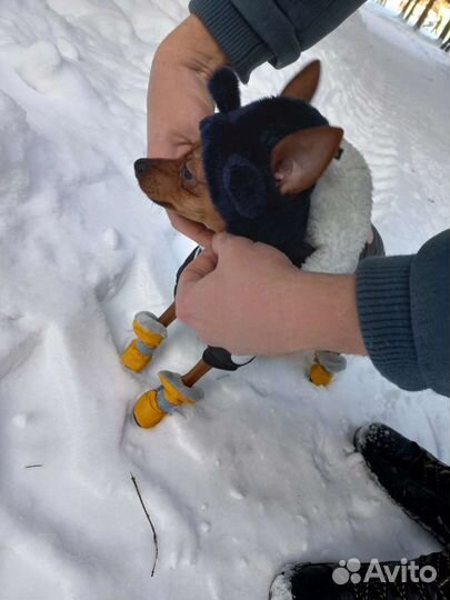 Одежда для маленьких собак