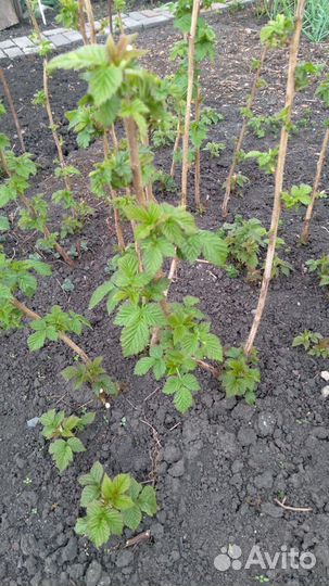 Ремонтантная малина и земляника лесная крупная