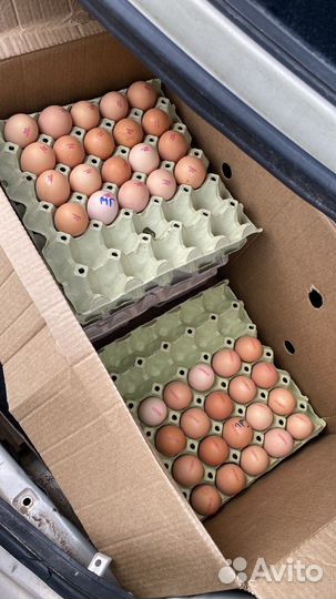 Инкубационное яйцо кур и другой птицы