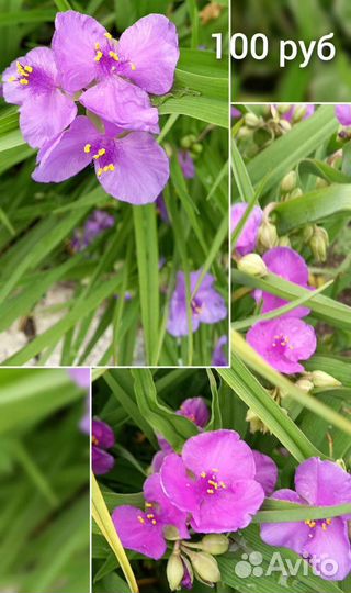 Хоста растение