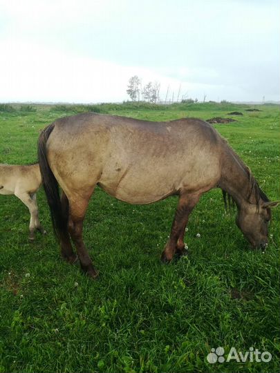 Кобылы с жеребенком