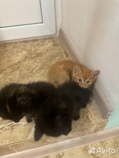 Котята отдам бесплатно