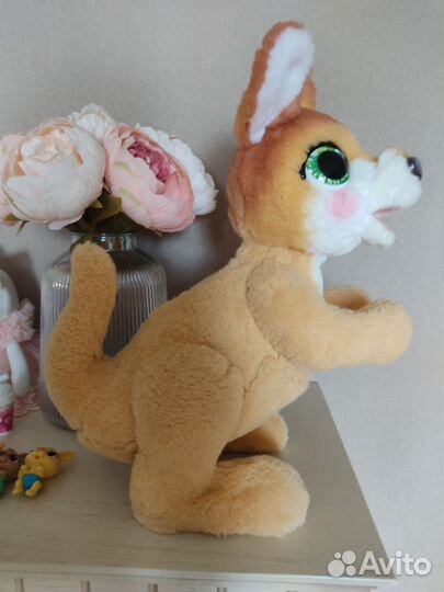 Кенгуру джози