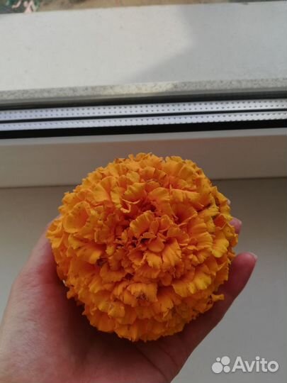 Семена бархатцы(крупные)