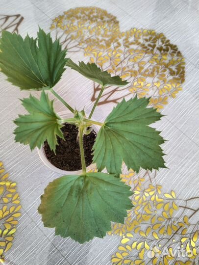 Пеларгония королевская