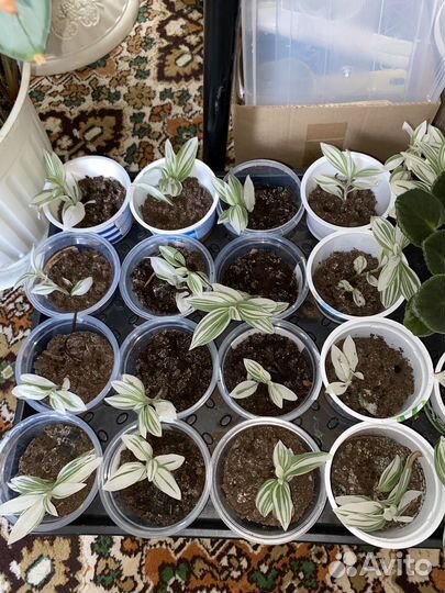 Традесканция