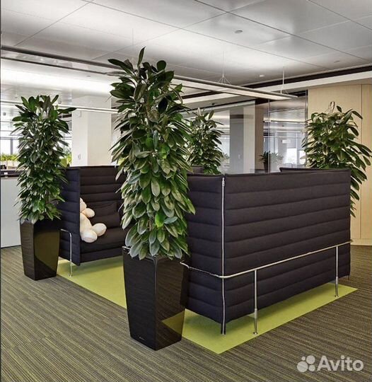Озеленение офисов