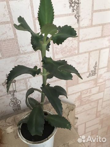 Каланхоэ лечебное