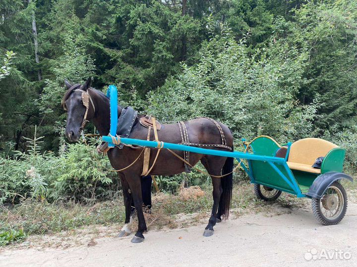 Двуколка для лошади