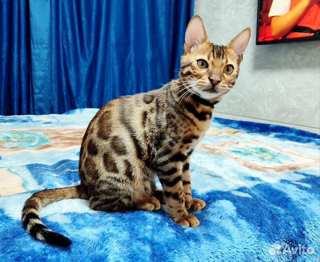 Бенгальские котята