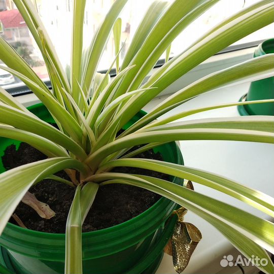 Взрослый хлорофитум