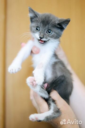 Котенок-малыш ищет дом
