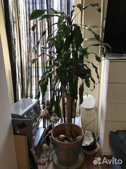 Драцена душистая 170 см