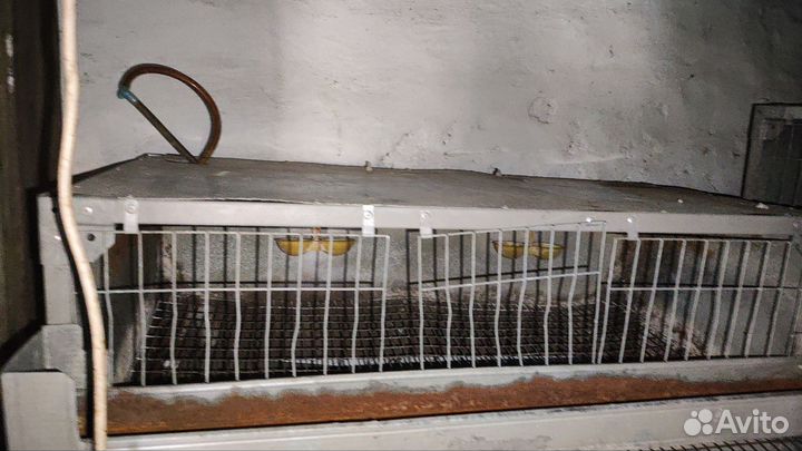 Клетка для содержания перепелов