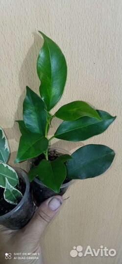 Фикусы разные