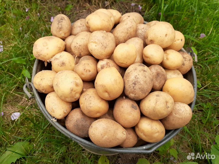 Картофель мелкий с доставкой