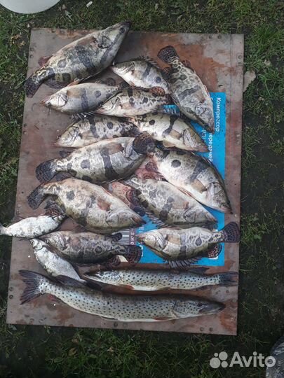 Продам рыбу