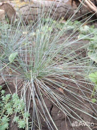 Овсяница сизая, почвопокровная