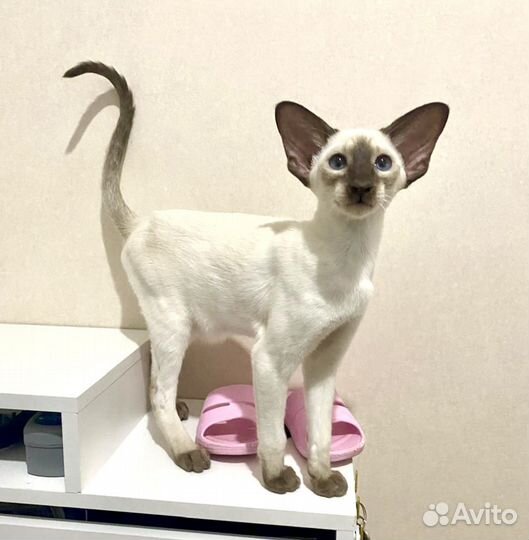 Ориентальные котята