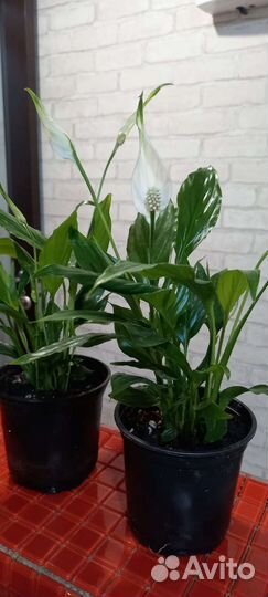 Спатифиллум в продаже