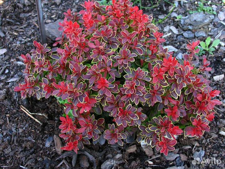 Барбарис Тунберга Admiration