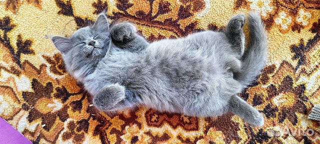 Пушистые котята девочки