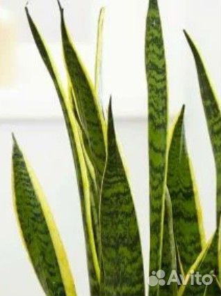 Сансевиерия
