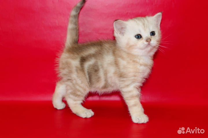 От родителей чемпионов