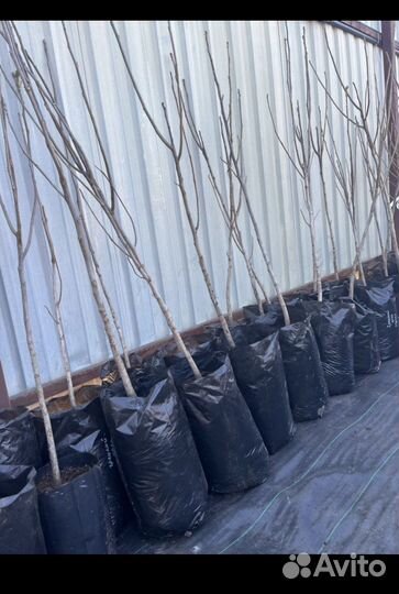 Саженцы грецкого ореха Идеал