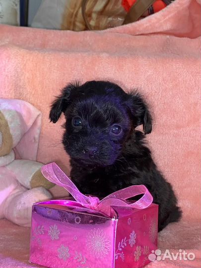 Собаки щенки